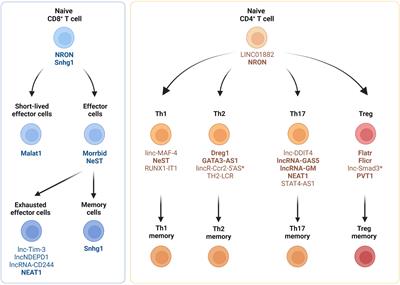 Regulation of T cell differentiation and function by long noncoding RNAs in homeostasis and cancer
